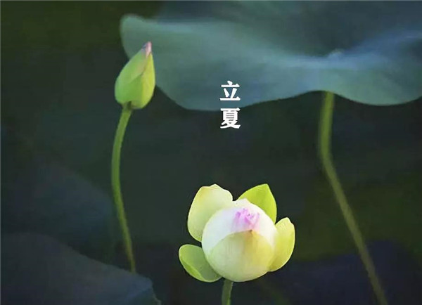 立夏已至，万物向阳；